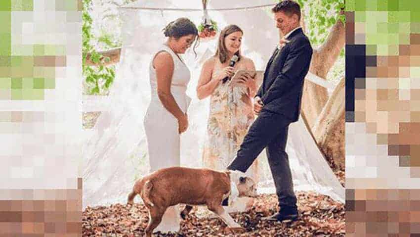 invitar a tu perro a tu boda