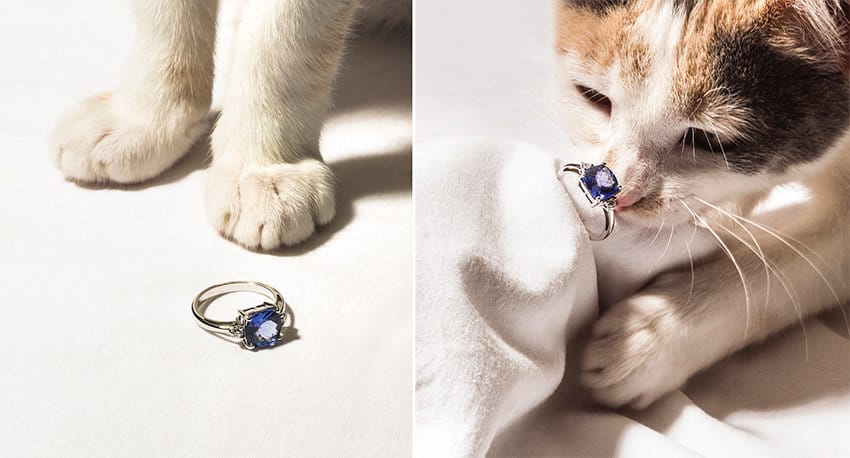 Gato con anillo azul