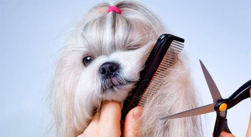 Cómo cepillar a un perro  Mascota y Salud