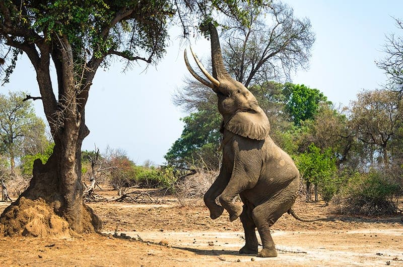 safari en Zimbabwe