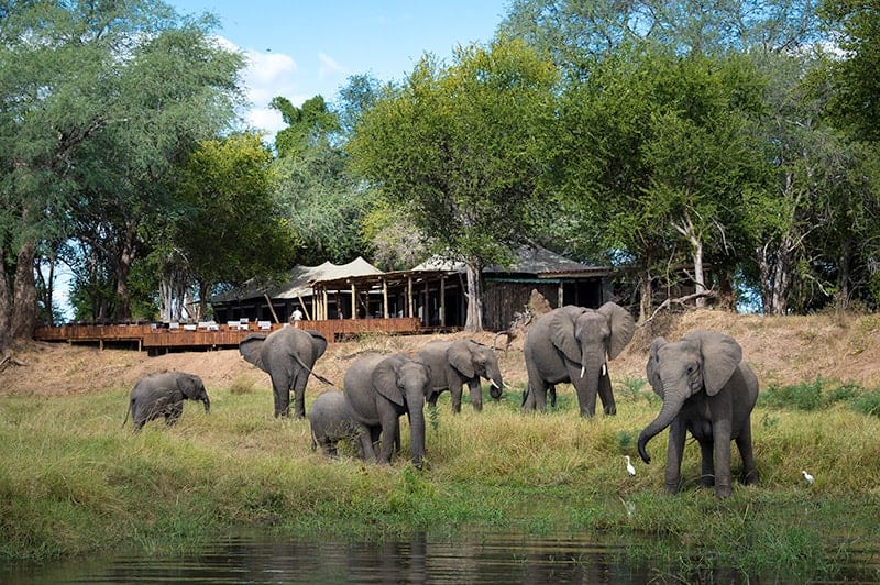 safari en Zimbabwe